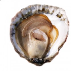 Huitre plate de Belon n°00 X6