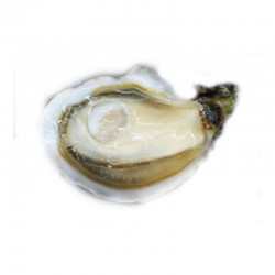 David Hervé sulky x6