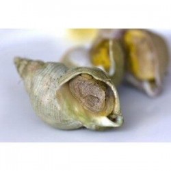 Bulots de Normandía...