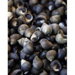 JuMBO Birgorneaux 300gr...