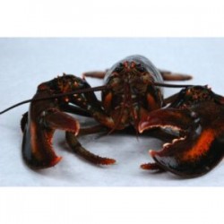 Langosta azul alrededor de...