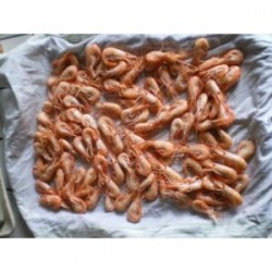 Crevettes grises 100grs